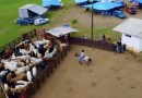 Bebê de 3 meses é internado após ser pisoteado por boi em rodeio no Paraná
