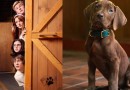 Netflix revela primeira imagem de Scooby-Doo em nova série live-action