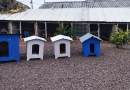 Projeto da Penitenciária inicia construção de casinhas de cachorro com material reciclável