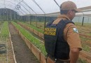 Após denúncia, Polícia Militar apreende mais de 700 pés de maconha em Guaratuba