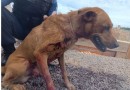 Homem é preso após esfaquear e tentar enterrar cachorro no PR