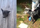 Cão é resgatado após ficar preso em parede de residência em Passo Fundo