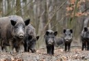 Pesquisa sobre javalis no meio rural segue até 30 de junho