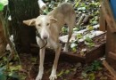 Após denúncias, mulher é detida por maus tratos aos animais; cachorros estavam desnutridos e mal podiam se mexer