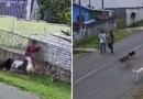 Tutor de cães que atacaram criança no Paraná observou ataque sem intervir, diz polícia
