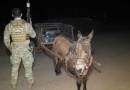 Burro de carga é encontrado com 300 quilos de maconha