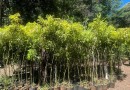 Meio Ambiente recebe mudas da COPEL para arborização urbana