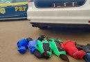 Prefeito de Boa Vista da Aparecida é flagrado com galos de rinha em carro da prefeitura