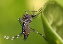 Índice de dengue diminui no município