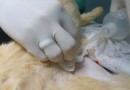Atendimentos do Centro de Zoonoses aumentam a cada ano