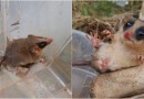 DNIT resgata cuíca-graciosa durante as obras da BR 163