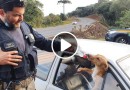 VÍDEO: Cães deixados em carro acidentado recebem alimento e água de policiais na BR-282