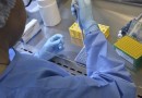 Vacina brasileira contra gripe aviária começa a ser testada em humanos