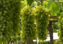 Viticultor de Enéas Marques aposta na produção da Uva Bananinha
