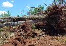 Homem é preso por desmatar área de proteção ambiental no Paraná