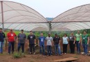 Produtores de morango participam de qualificação