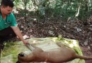 Onça-parda é resgatada no centro de Indianópolis por técnicos do IAT