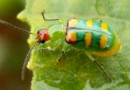 IDR-PR alerta produtores de hortaliças para combate à vaquinha verde-amarela