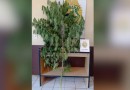 Polícia Militar apreende planta de maconha em Residência em Marmeleiro