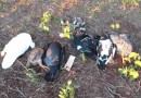 Animais são encontrados mortos em lavoura no interior