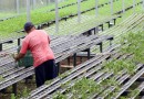 Em 4 anos, programas do Estado liberam mais de R$ 67 milhões para agricultores familiares