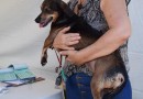 Município realiza castração de animais para tutores de baixa renda