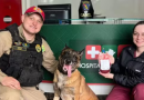 Cão policial faz doação de sangue para salvar cadela atropelada