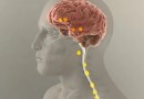 Alzheimer: proteína que reconstrói sinapses e recupera a memória é descoberta