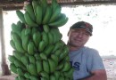 Cacho de Bananas com 42 kg vira atração em propriedade do Sudoeste do Paraná