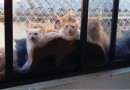 Resgate de mais de 400 gatos em Concórdia pode custar até R$ 500 mil ao município