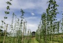 Com pesquisa e iniciativas pioneiras, Paraná pode se tornar a terra do lúpulo no futuro