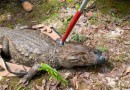 Animal silvestre em casa? Veja o que fazer se receber uma visita inesperada neste verão