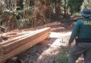 IBAMA flagra corte ilegal de araucárias na Terra Indígena Mangueirinha