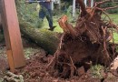 Equipes da Prefeitura seguem mobilizadas após temporal