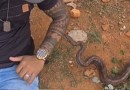Rapaz dá o braço e leva picada de cobra venenosa
