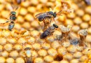 Projeto premiado de reintrodução de abelhas na natureza, Poliniza Paraná completa um ano