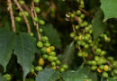 Café paranaense de Mandaguari é reconhecido com 20ª indicação geográfica do estado