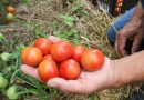 Tecpar orienta população a identificar produtos orgânicos não certificados