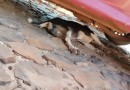 Moradores denunciam possível envenenamento de animais no bairro Santa Mônica