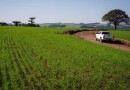 Clima favorece avanço do plantio de trigo no Brasil