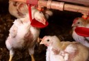 Governo do Paraná suspende participação de aves em eventos agropecuários por 90 dias
