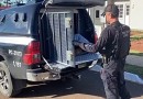 'Grupo de extermínio' suspeito de executar mais de 20 pessoas e gravar mortes no Paraná é alvo de operação policial em 17 cidades de 5 estados