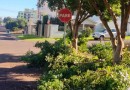 Poda de árvores e manutenção urbana somam 681 atendimentos no primeiro semestre
