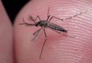 Paraná registra uma morte e mais de 8,4 mil novos casos de dengue em uma semana