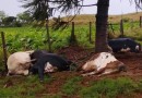 Raio atinge área rural e mata cinco vacas durante temporal no Paraná
