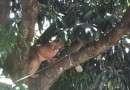 Onça-parda sobe em árvore e assusta moradores no quintal de uma casa em Indianópolis