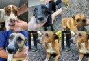 Campanha busca dar “match” entre cães e novos tutores 