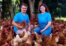 Conheça as vantagens de consumir os ovos caipiras; A Avícola Surdi de Barracão, conta detalhes