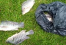 Meio Ambiente investiga mortalidade de peixes
