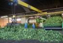 Indústria paranaense produz granola com pó de erva-mate